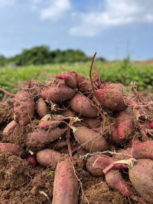 久米島産紅芋の写真