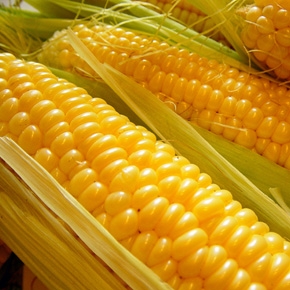 8月のお届け(トウモロコシ(ミエルコーン・スィートコーン))