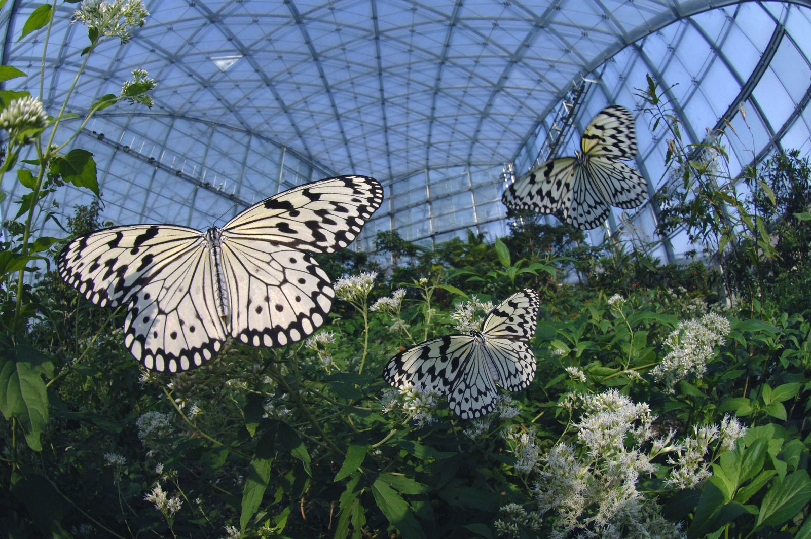 月夜野きのこ園ぐんま昆虫の森・新里(2)
