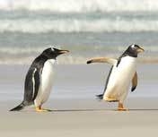 ペンギン イメージ