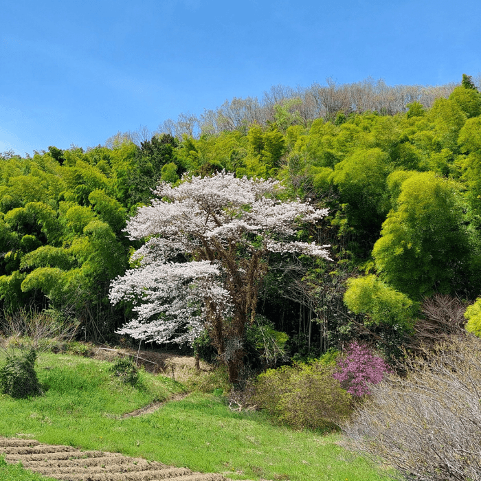 コミュニティカフェの山桜