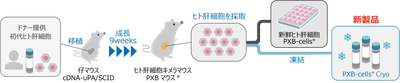 高機能維持した凍結化に成功！ 世界へ発進・凍結ヒト肝細胞「PXB-cells Cryo」販売開始