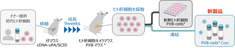 高機能維持した凍結化に成功！ 世界へ発進・凍結ヒト肝細胞「PXB-cells Cryo」販売開始