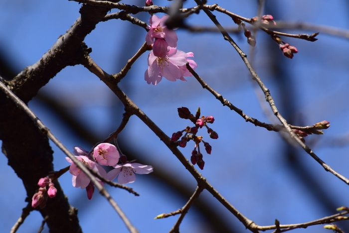 六義園シダレザクラ(3月18日撮影)