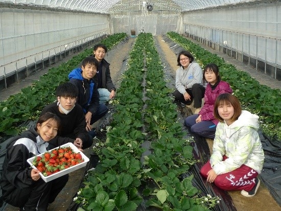 イチゴ栽培のノウハウを修得する学生たち