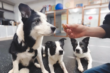 焼津産海の幸を100％使用、ペットの健康を考えた新商品 　ごほうびおやつ匠 かつお・まぐろの2種を4月1日発売