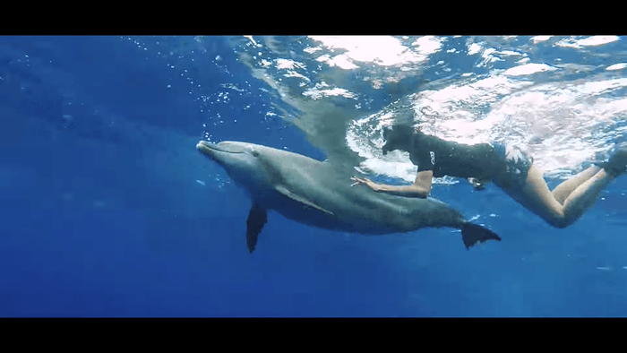 ドルフィンスイム(野生のイルカと遊泳)1