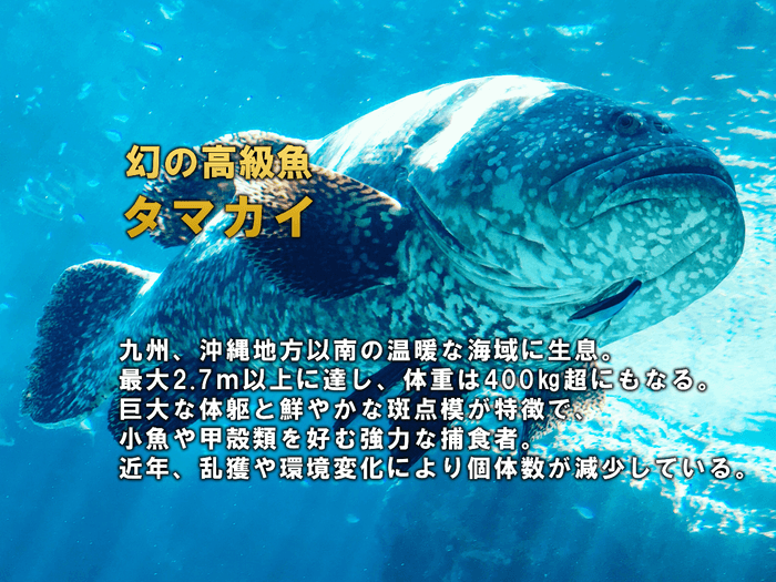 タマカイのイメージ＆説明