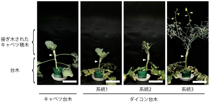 図1 台木の植物種によって異なる開花反応を示したキャベツ(白矢印より上が接ぎ木されたキャベツ)