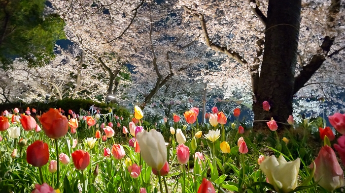 チューリップ花壇ライトアップ(昨年の様子)