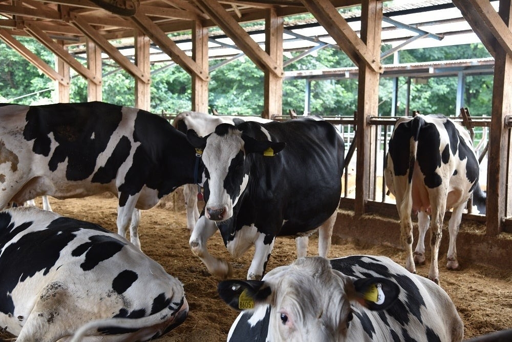 フリーストール牛舎で、歩き回れる環境を提供し、搾乳もストレスを抑えて行い、本州では最大規模の約500頭の乳牛(ホルスタイン)を育てています。