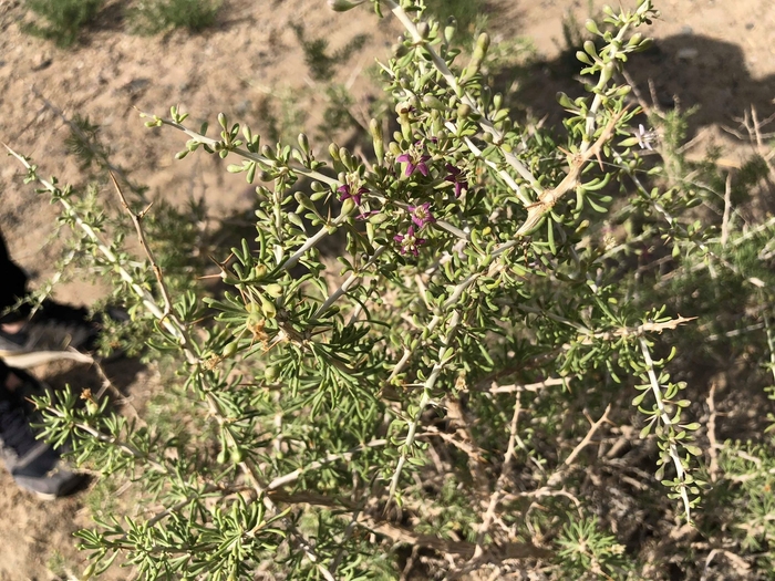 野生のモンゴリアンベリー