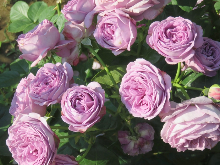 昨年初めて1位となった「カインダ・ブルー」