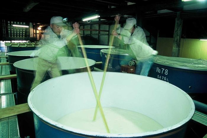 第一酒造 酒造り(醪)