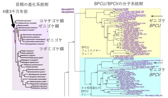 図3 苔類の系統樹(左)とBPC遺伝子の分子系統樹(右) 苔類は基本的にBPCU型の遺伝子とBPCV型の遺伝子をもつ。各型がひとつの分子系統を形成することから、苔類が地球上に出現した4億3000万年前には性決定遺伝子が誕生していたことがわかる。