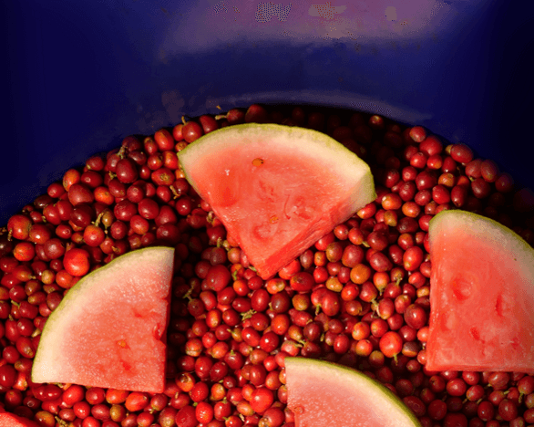 (2)製造工程(提供元:QIMA COFFEE)