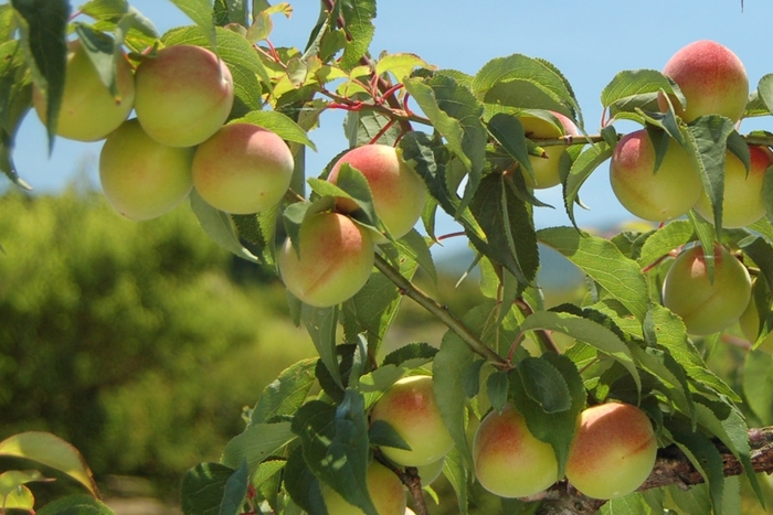 和歌山県産南高梅