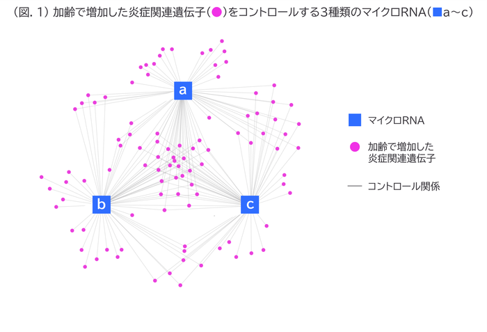 (図.1) 加齢で増加した炎症関連遺伝子(●)をコントロールする3種類のマイクロRNA(■a~c)