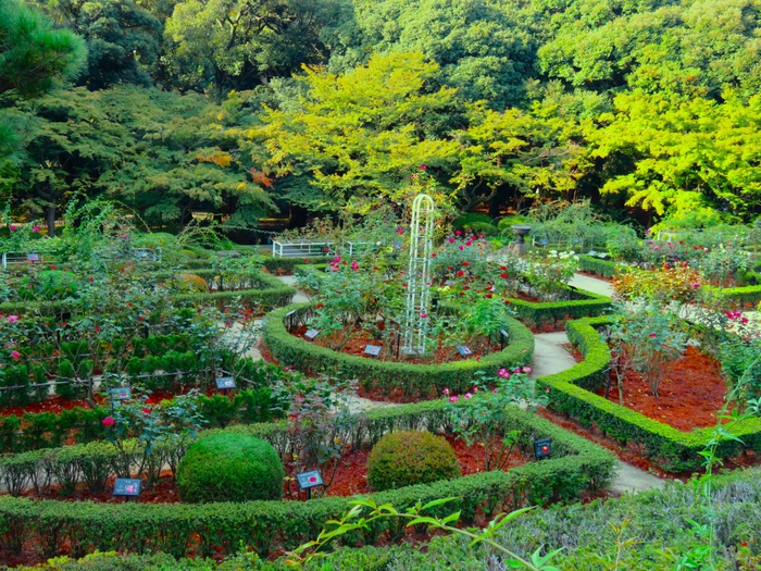 バラ園の様子（下段全体）