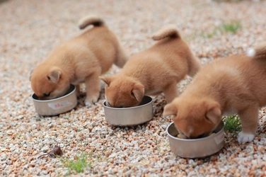 愛犬がご飯を食べすぎて悩んでいませんか？