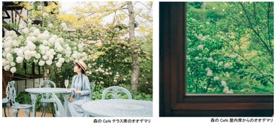 ROKKO森の音ミュージアム SIKIガーデンEarly Summer Season ツツジ、オオデマリなどに彩られた初夏のガーデン 2025年5月7日（水）～6月20日（金）