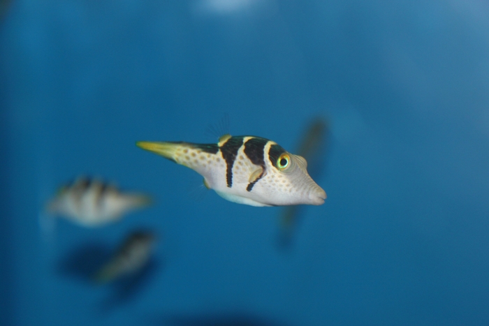 シマキンチャクフグ(フグ科)