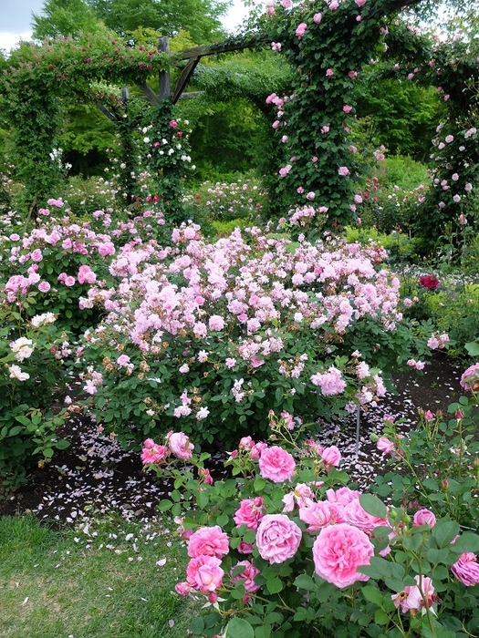 ローズシーズン 6月中旬~7月上旬