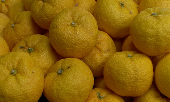 粒選りの柚子を厳選