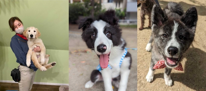 ゴールデンレトリバー「エルモ」ちゃん(左)、ボーダーコリー「ホームズ」くん(中)、秋田犬「ハチ」ちゃん(右)
