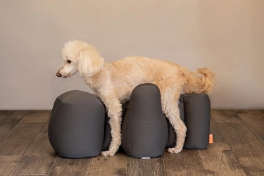 シニア犬や足腰が弱いワンちゃんの姿勢をサポート　 「リラクッション」シリーズにトイプードルサイズが登場