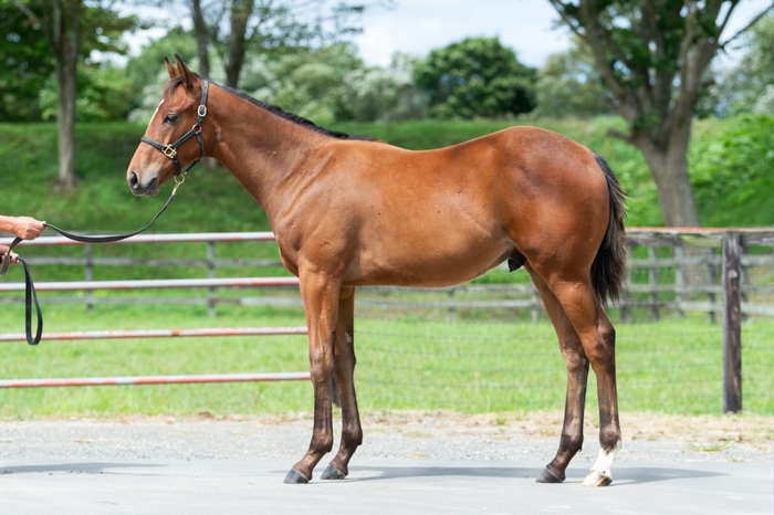 愛馬会員権1口権利(ロードカナロア産駒当歳馬、牡)