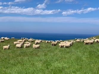 満天青空レストランで紹介された 「南三陸わかめ羊」新たな挑戦！ 多産羊フィンシープの導入で、日本の羊農業に革命を！ 「さとうみ羊牧場ファンド」始動　 ～南三陸町から全国へ、持続可能な羊の未来を拓く～