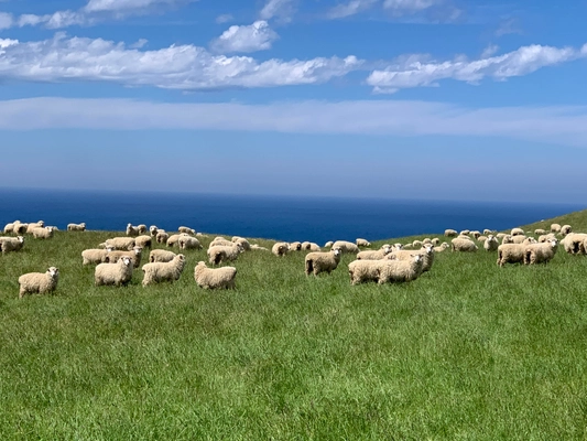 満天青空レストランで紹介された 「南三陸わかめ羊」新たな挑戦！ 多産羊フィンシープの導入で、日本の羊農業に革命を！ 「さとうみ羊牧場ファンド」始動　 ～南三陸町から全国へ、持続可能な羊の未来を拓く～