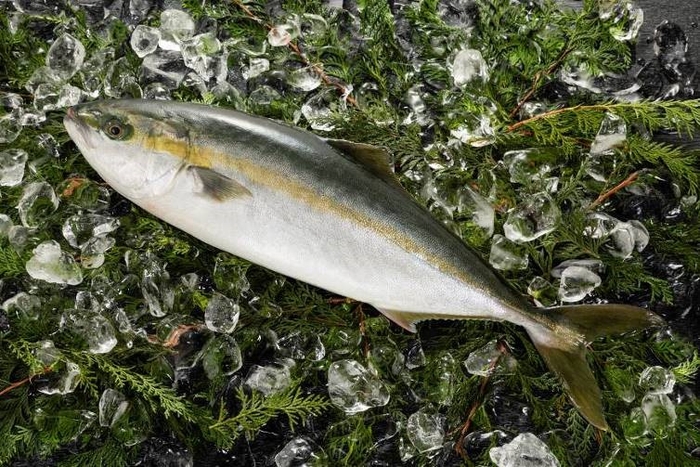 ブリとヒラマサのハイブリッド魚である「ブリヒラ」