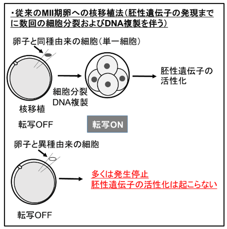 （図1）広く用いられている体細胞核移植法。上はドナー細胞とレシピエントが同種の場合、下は異種の場合を示す。