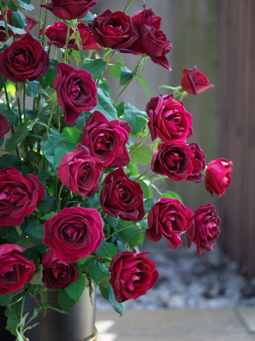 咲き誇るパパメイアン