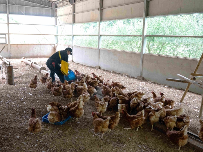 オリーブ残渣などを鶏のエサに配合して食べさせてます。