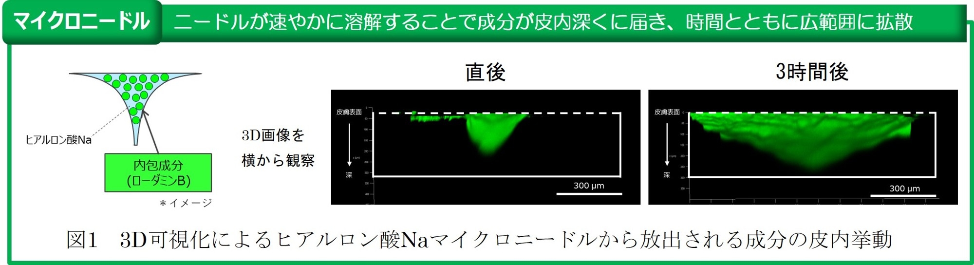 ※ローダミンB(蛍光色素)を届けたい成分の指標とした