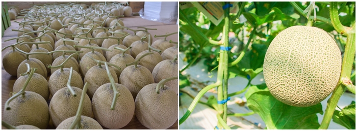 メロン販売も実施 ※写真はイメージです