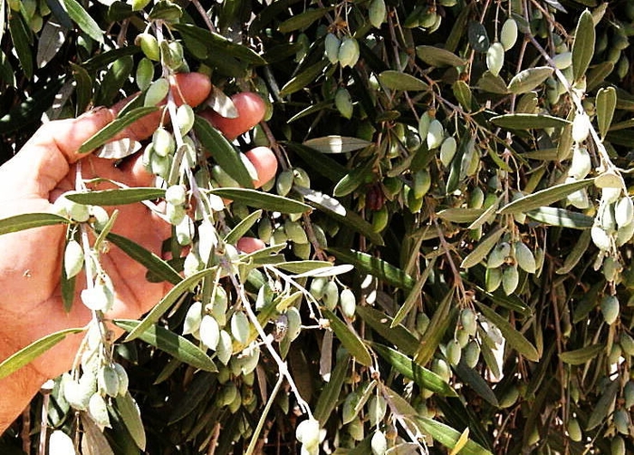 パレスチナのオリーブ