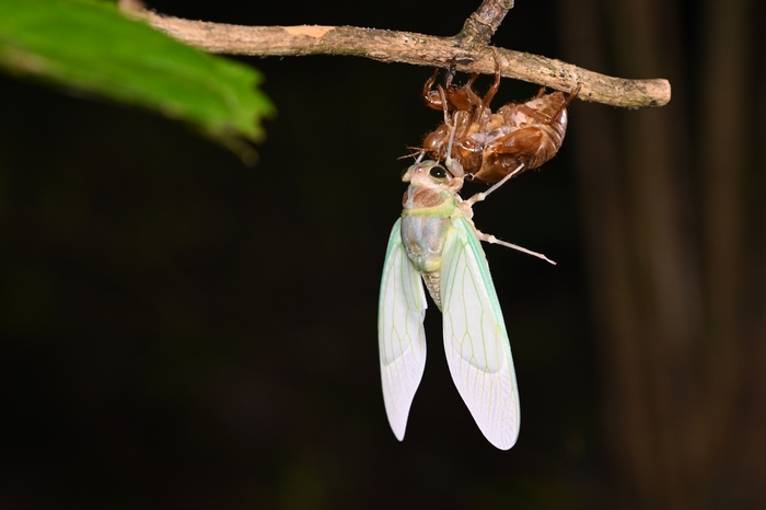 夜だからこそみられる生き物の生態！