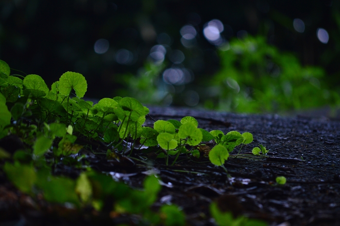 葉を透かした柔らかな逆光の表現