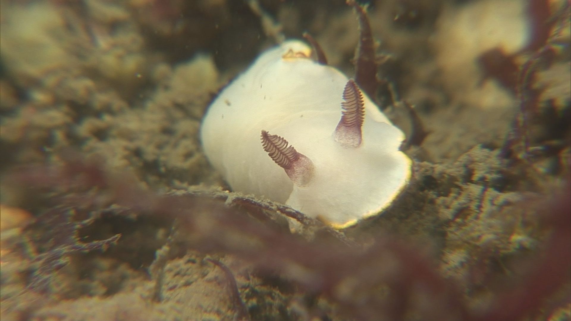 ウミウシ