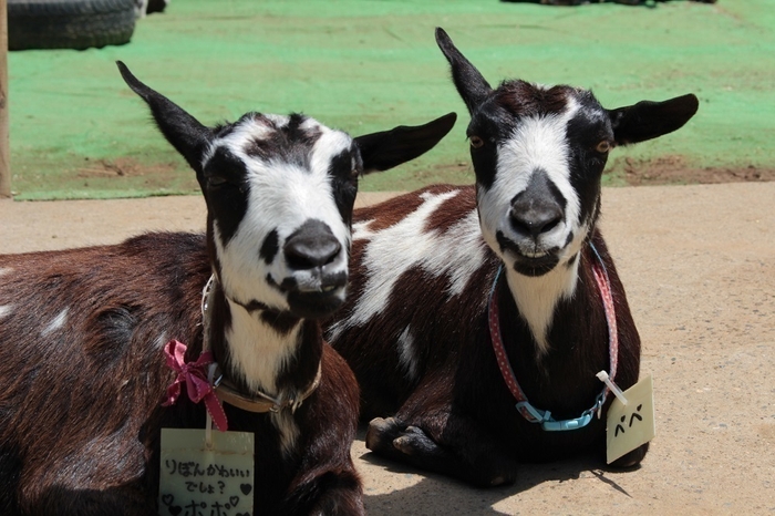 実在のヤギ 左:ポポ 右:ペペ