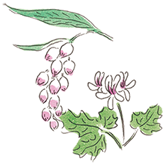 ゲットウ&ゼラニウム イメージ