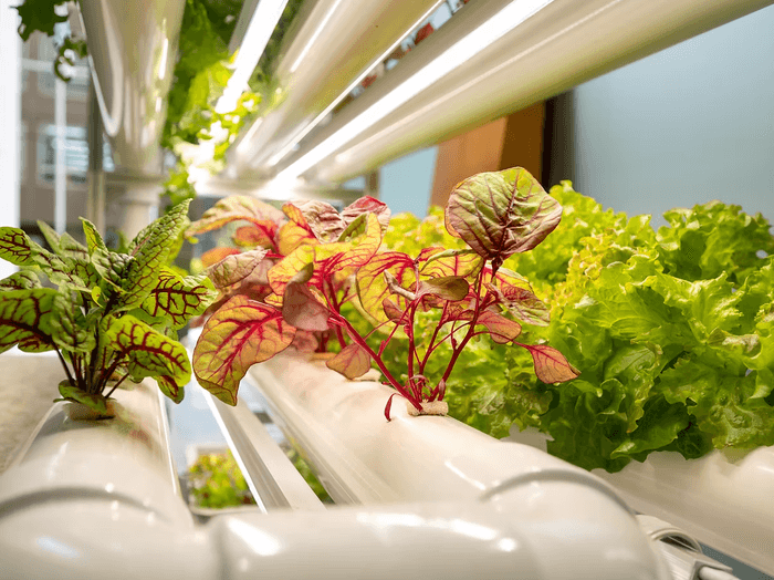 カクノウ収穫体験