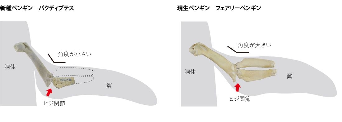 パクディプテスとフェアリーペンギンの肘の比較。パクディプテスは肩関節が「現代型」だが、肘関節は「祖先型」(関節の角度が小さい)=新村龍也&足寄動物化石博物館