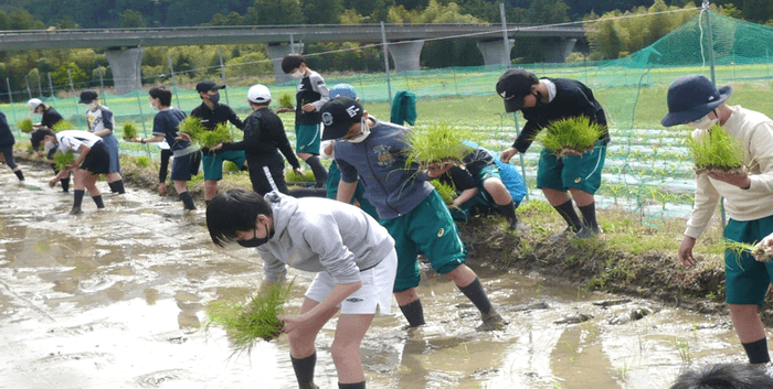 昨年実施した田植え体験の様子