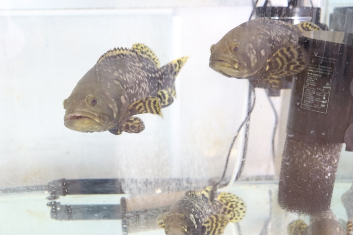 わずか3カ月で3倍にまで育ったタマカイ