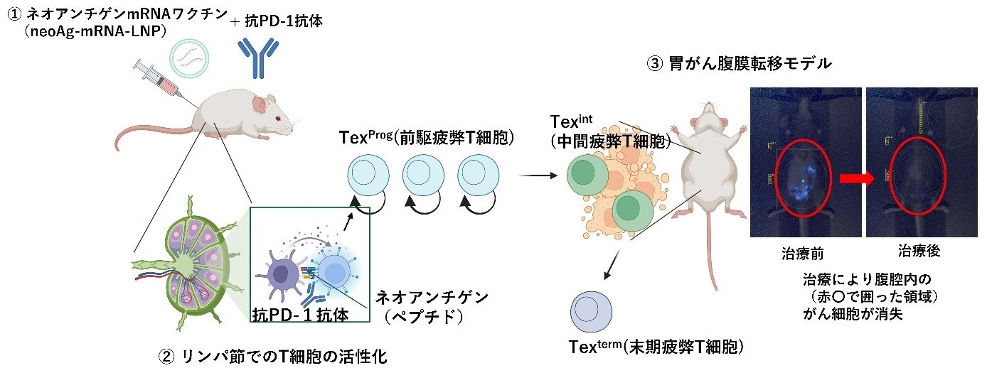 図 mRNAワクチンと免疫チェックポイント阻害剤の併用による、腹膜転移型の胃がんの治療